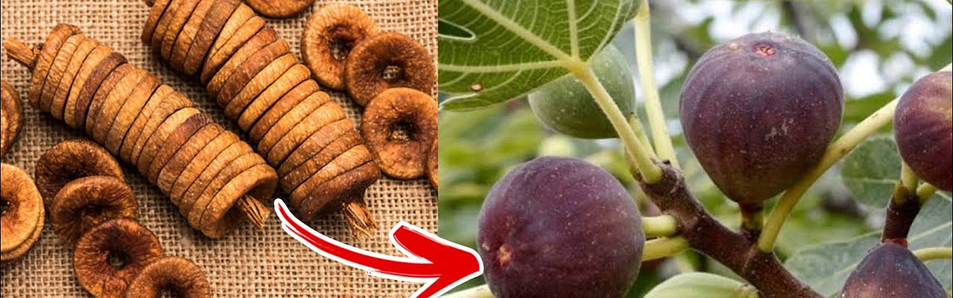 fig2_high_clarity_1920x600